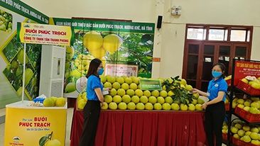 Bưởi Phúc Trạch Hà Tĩnh được gán mã truy xuất nguồn gốc, dự kiến tiêu thụ 1.000 tấn trên sàn thương mại điện tử
