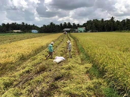 Đồng Tháp: Đề nghị hỗ trợ, tạo điều kiện thu mua, vận chuyển lúa gạo