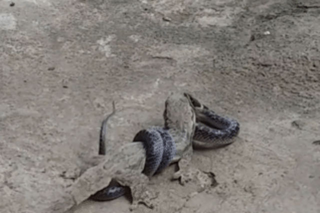 Rắn sói quấn chặt tắc kè và tìm cách nuốt chửng con mồi 'khủng': Kết cục 'đầy khó chịu'