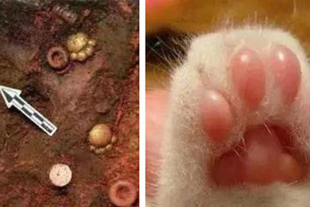 Khai quật lăng mộ, đội khảo cổ đào được 5 chiếc "măng cụt" mèo bằng vàng ròng 2700 tuổi siêu đáng yêu