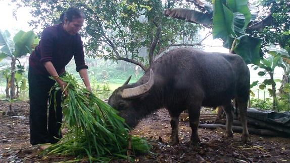 Quảng Bình: Chốt chống dịch COVID-19 phải tạo thuận lợi cho vận chuyển, cung ứng thức ăn chăn nuôi