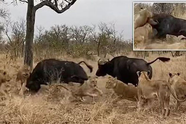 Cả bầy sư tử sợ 'mất mật' tháo chạy