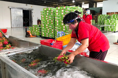 Mở lối ra cho nông sản của hợp tác xã giữa căng thẳng COVID-19