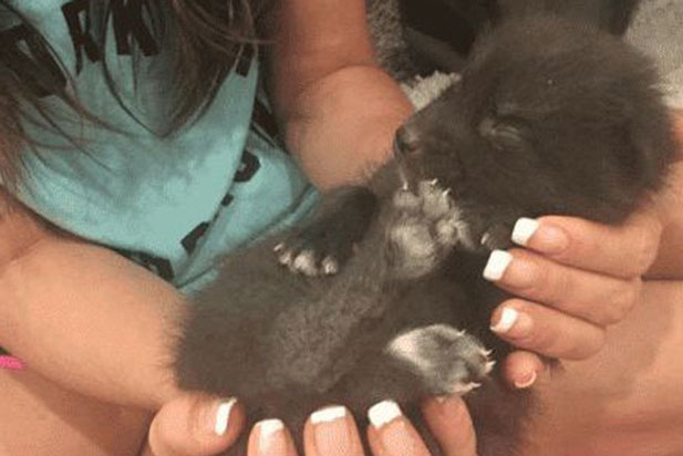 Nhặt chú chó con bị bỏ rơi về chăm sóc, hơn một tháng sau, người phụ nữ mới giật mình nhận ra "thân phận" thực sự của con vật