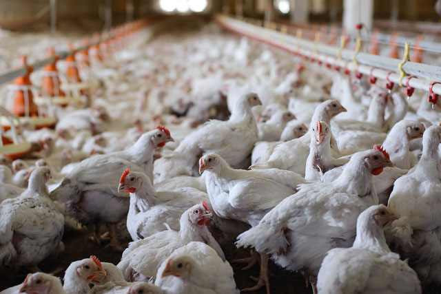 Giá gà rẻ như cho không, 6.000 đồng/kg vẫn không ai đoái hoài