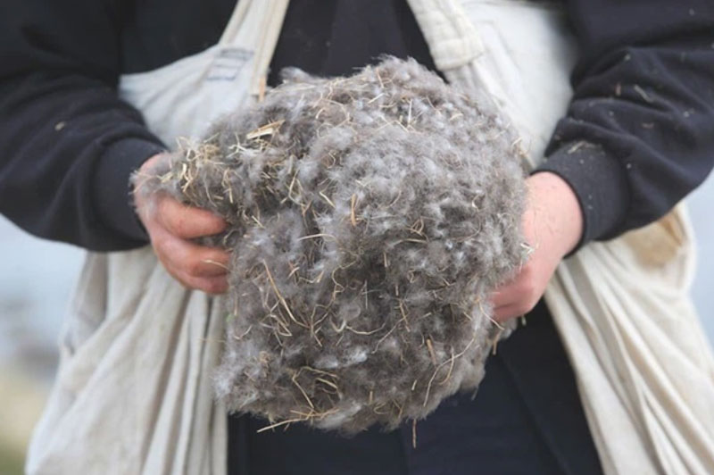 Loại lông vịt quý như kho báu khiến hàng trăm người đổ xô đi săn vì lợi nhuận siêu khủng