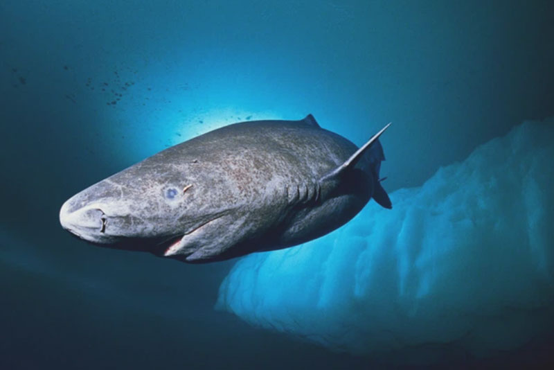 Loài cá mập thọ nhất thế giới: sống trăm năm mà vẫn chưa đến tuổi dậy thì!