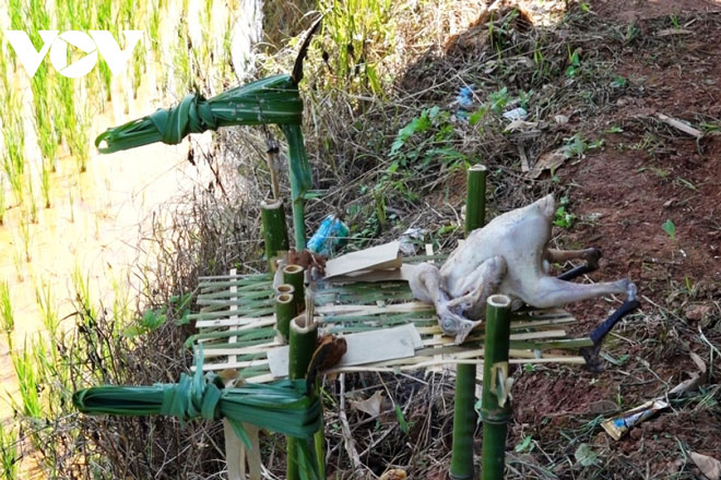 Độc đáo lễ cúng ruộng bậc thang của đồng bào Mông ở Mù Cang Chải