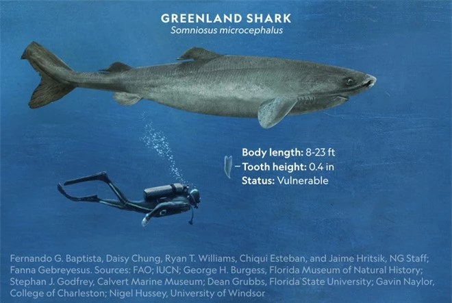 Loài cá mập thọ nhất thế giới: sống trăm năm mà vẫn chưa đến tuổi dậy thì! - Ảnh 3.