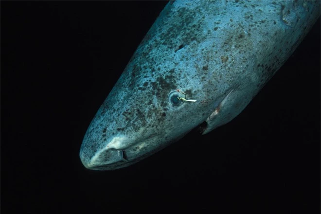 Loài cá mập thọ nhất thế giới: sống trăm năm mà vẫn chưa đến tuổi dậy thì! - Ảnh 4.