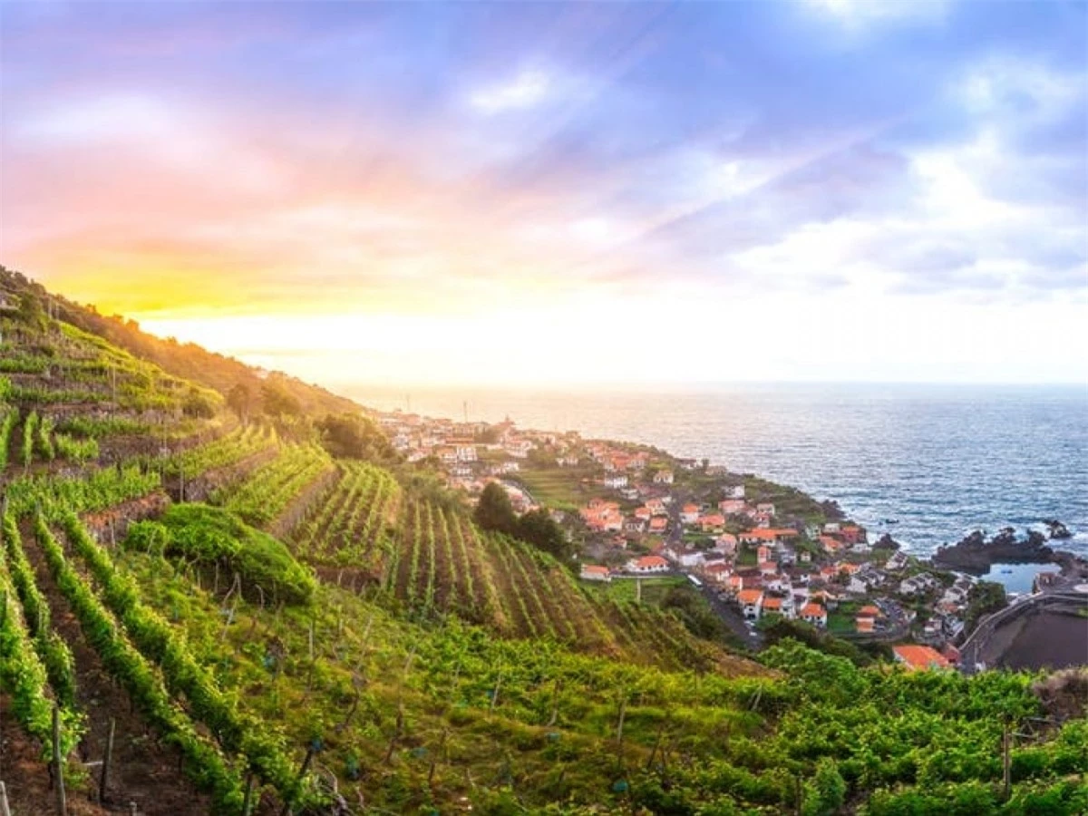 Trên đảo có một loại rượu vang cũng mang tên Madeira, nổi tiếng với hương vị hảo hạng và khác biệt. Du khách có thể mua tour tham quan vườn nho và nếm thử rượu.