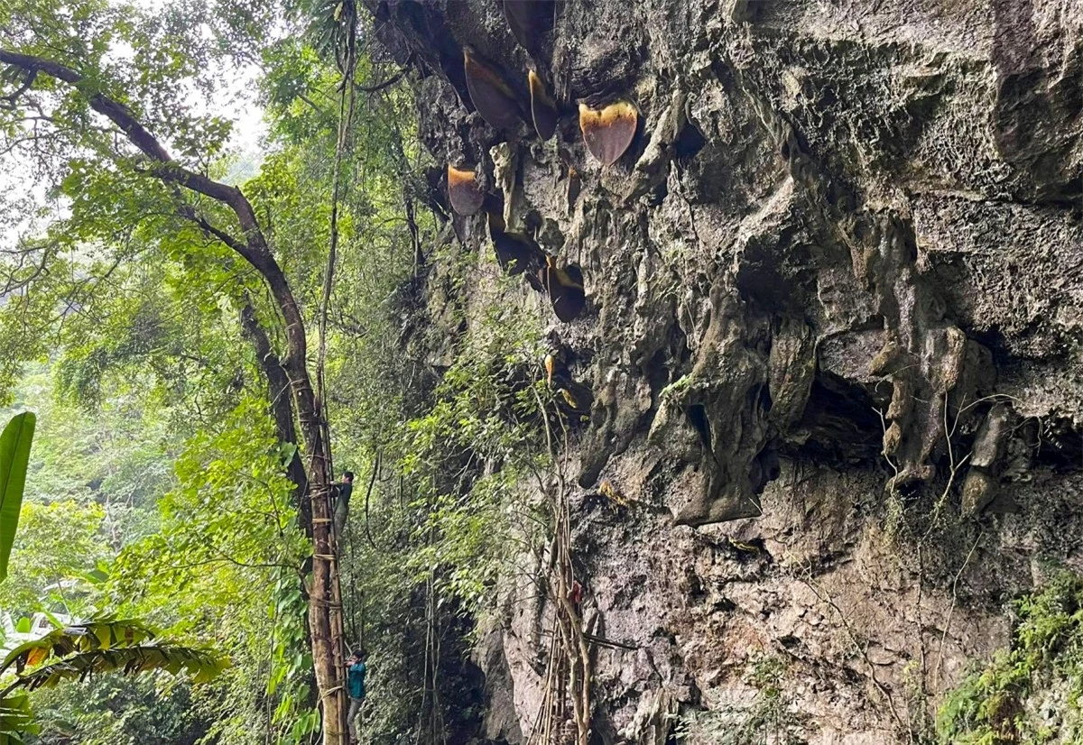 Người khai thác phải trèo lên cây cao và dùng cây sào dài gắn dao nhọn để cắt tổ ong rơi xuống.