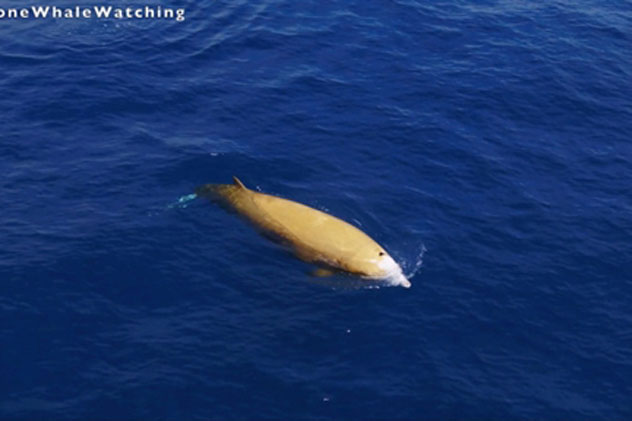 Video cực hiếm về cá voi vàng gây chấn động