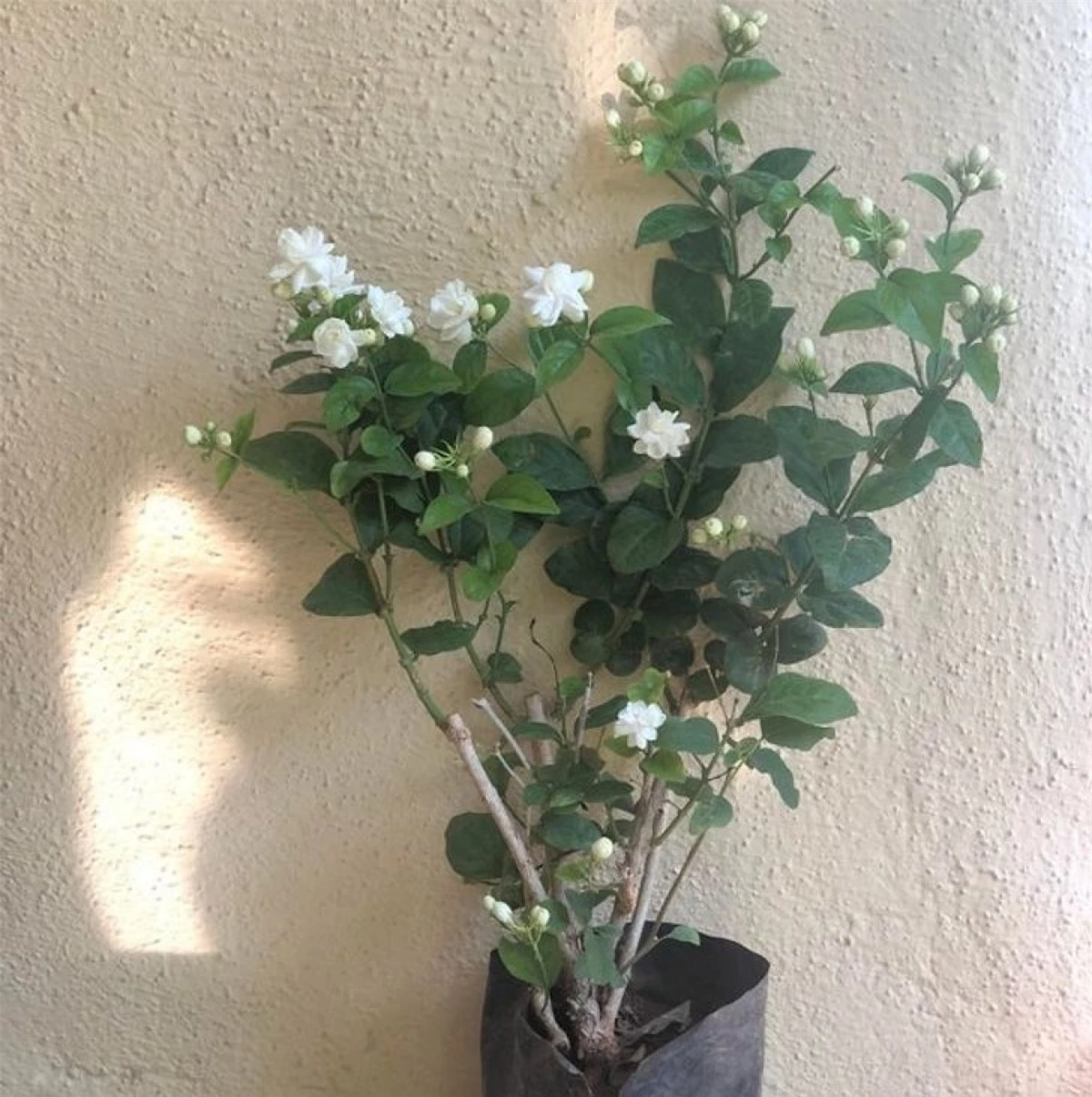 Cây hoa nhài: Loài cây xinh đẹp có hoa màu trắng này có mùi hương ngọt ngào dễ chịu, ngoài tác dụng thư giãn, làm giảm lo lắng thì nó còn giúp bạn nghỉ ngơi vào ban đêm. Hoa nhài ưa nhiệt độ mát, nhiều ánh nắng và thanh lọc không khí.