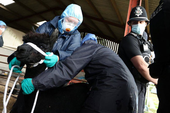 Lạc đà alpaca đen Geronimo bị tòa ở Anh tuyên án tử