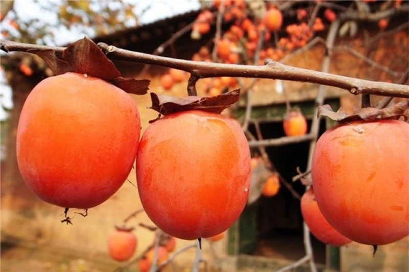 Ăn hồng không nắm rõ 5 điều quan trọng sau, cẩn thận tắc ruột, nhập viện có ngày! - Ảnh 7.