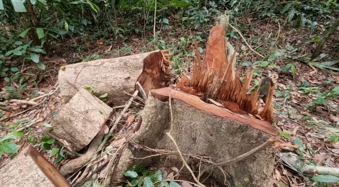 Những cây gỗ cao lớn sau khi bị lâm tặc đốn hạ chỉ còn bộ gốc trơ trọi và những khúc gỗ bị hư