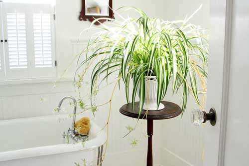 5 loại cây bạn nên 'rinh' ngay về phòng tắm