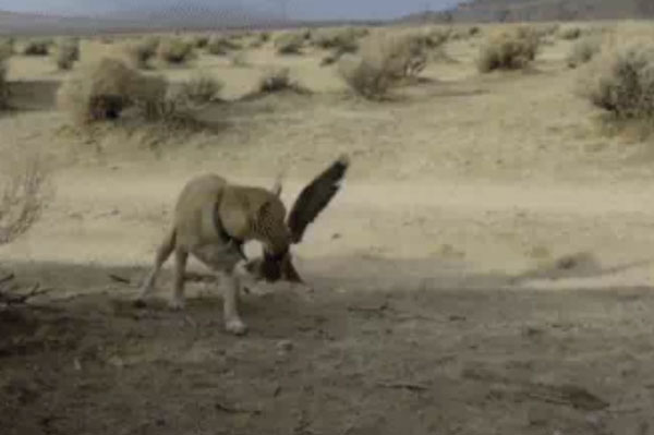 Chim cắt lớn bất ngờ tấn công chó khi thấy đối thủ nhòm ngó bữa ăn của mình