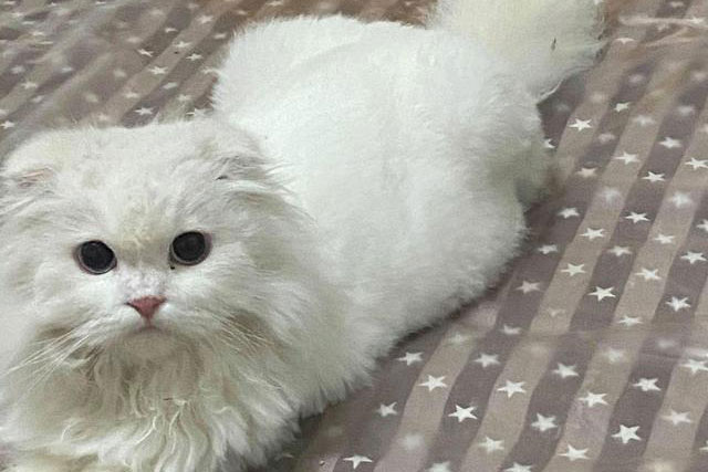 Được tặng chú mèo tai cụp ngoan ngoãn, cô gái đang vui thì nhận được câu nói như ‘sét đánh ngang tai’ từ bác sĩ thú y