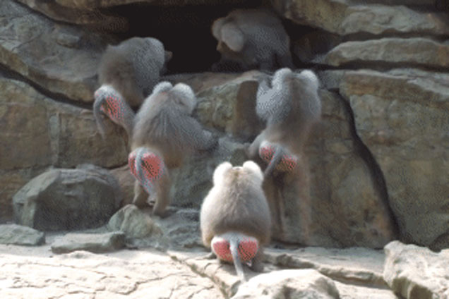 Khỉ đầu chó một mình chống cả đàn khỉ đực nhưng vẫn khiến kẻ thù chùn bước