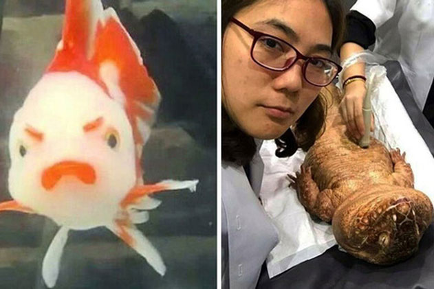 24 chú động vật có năng lực tấu hài cực mạnh, chỉ cần chủ nhân giơ máy lên là diễn đủ trò để đời