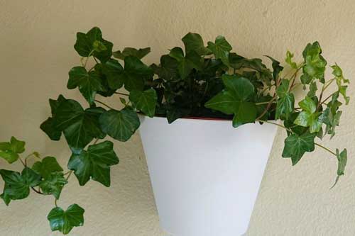 10 loại cây trồng giúp nhà thêm xinh xắn vừa mang lại giấc ngủ ngon