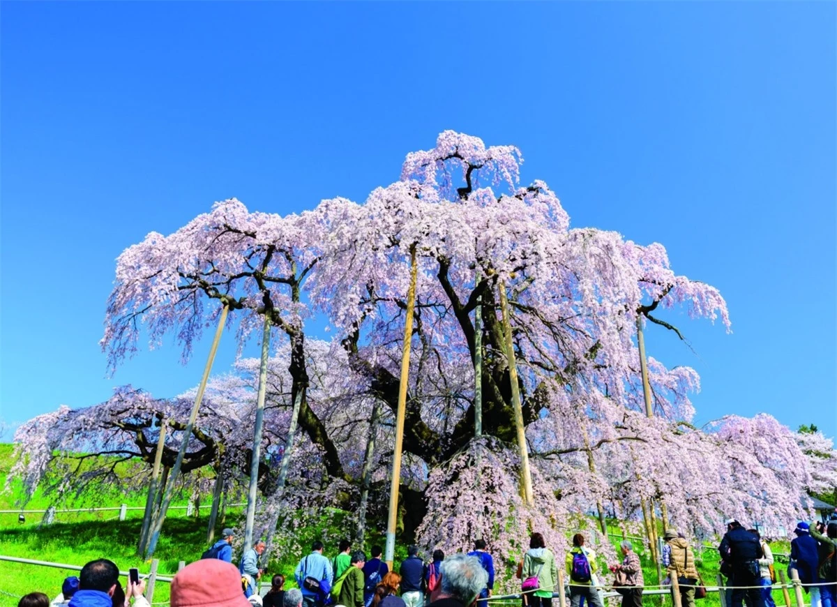 Ở Fukushima có cây hoa anh đào Miharu Taki-zakura hơn 1.000 năm tuổi, thuộc giống Edohigan - một trong ba giống hoa anh đào chính ở Nhật Bản. Chùm hoa anh đào rủ sát xuống mặt đất tựa như thác nước, vì vậy mà có tên là “Takizakura” (nghĩa là 'hoa anh đào thác nước') và được coi là giống hoa quý hiếm của đất nước Nhật Bản.