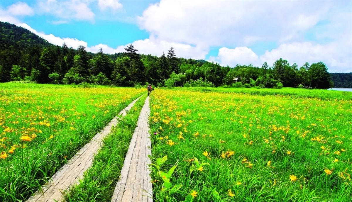 Làng Hinoemata là một nơi tuyệt đẹp dành cho những du khách yêu thíchđi bộ trekking khám phá thiên nhiên. Dưới đầm lầy, những bông cải và hoa lily núi nở vàng rực rỡ và tạo nên một khung cảnh hùng vĩ đến choáng ngợp.