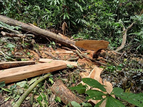 Sự thật tiếp theo vụ phá rừng nghiêm trọng ở Quảng Bình đã và đang được phơi bày thế nào?