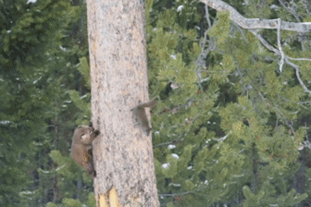 Cuộc rượt đuổi không hồi kết giữa sóc đỏ và chồn thông: Thông minh tạo nên khác biệt!