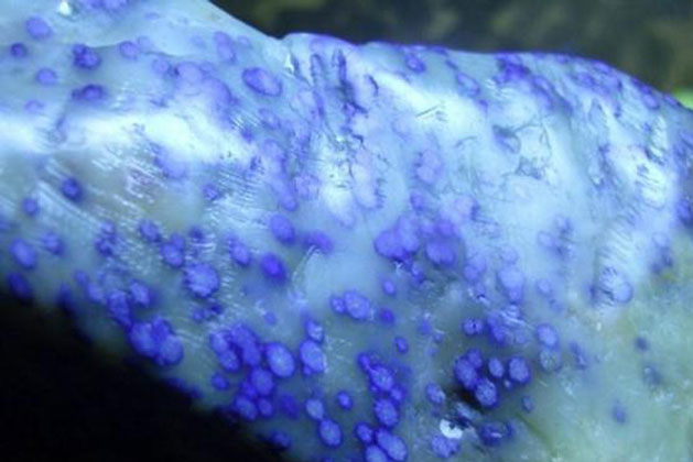 Đem viên đá lốm đốm đi kiểm định, người đàn ông kinh ngạc khi biết một câu chuyện về Càn Long