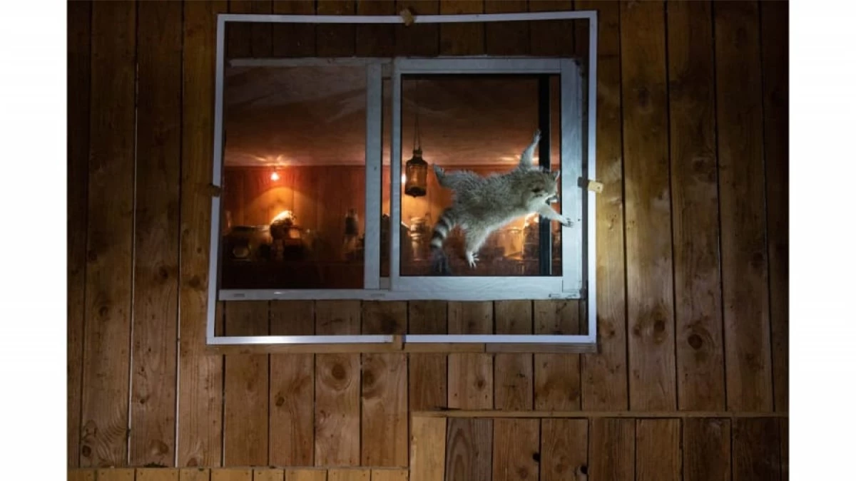 Nhiếp ảnh gia Nicolas de Vaulx đã ghi lại khoảnh khắc hài hước khi một chú gấu mèo đang cố gắng vào trong một ngôi nhà ở Pháp.