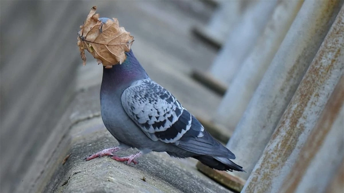 Chú chim bồ câu này dường như không mấy dễ chịu khi bị một chiếc lá bay thẳng vào mặt. Bức ảnh này đã được John Spiers ghi lại ở Oban Argyll, Anh.