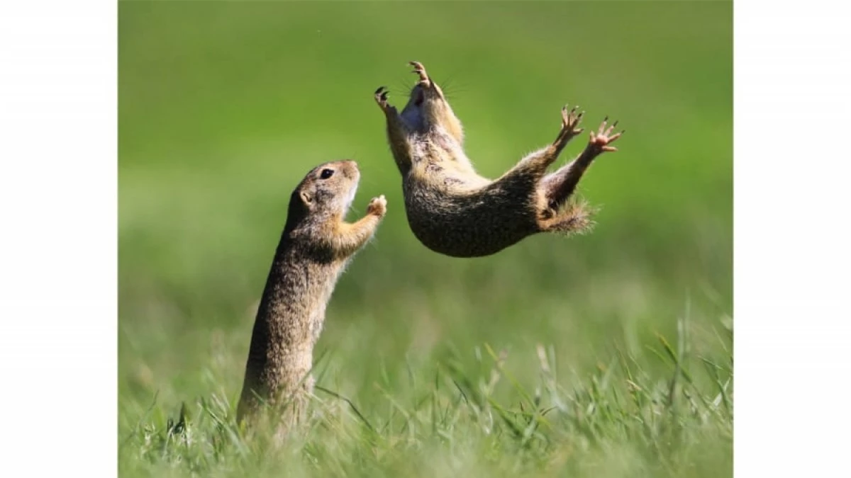 Những chú chuột túi má đang chơi đùa vui vẻ với nhau trong bức ảnh của nhiếp ảnh gia Roland Kranitz ở Hungary.