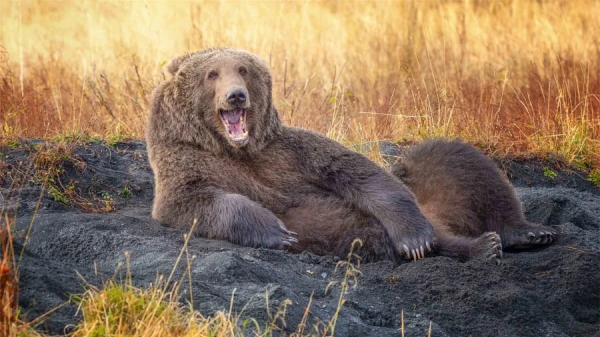 Chú gấu nâu này có vẻ rất thư giãn khi nằm trên cát và dường như còn đang mỉm cười 