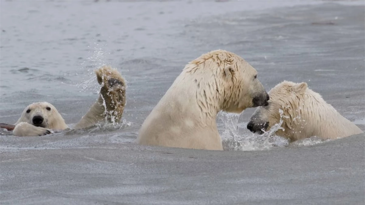 Bức ảnh của Cheryl Strahl cho thấy cảnh tượng đáng yêu khi những gấu Bắc cực chơi đùa với nhau ở Bắc Alaska.