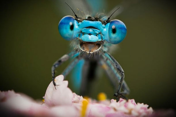 Bật cười trước những khoảnh khắc hài hước “đúng thời điểm” của các loài động vật
