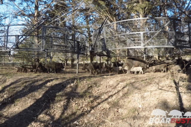 Thường xuyên bị lợn rừng phá phách, chủ nông trại đặt chiếc bẫy khổng lồ và kết quả bất ngờ