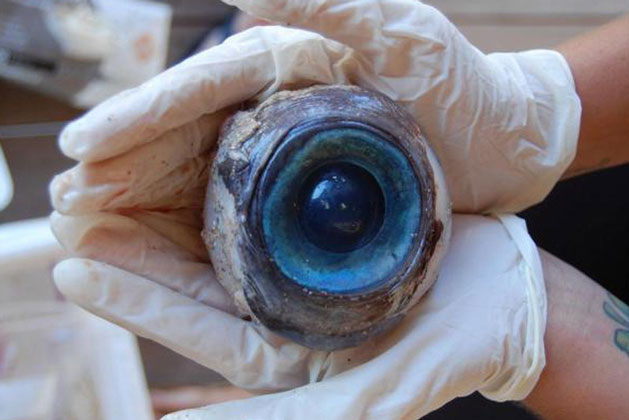 Đang đi dọc bờ biển, lão ngư bỗng ớn lạnh khi thấy con mắt to đùng dưới chân 'nhìn mình chằm chằm': Không ngư dân nào biết là gì!