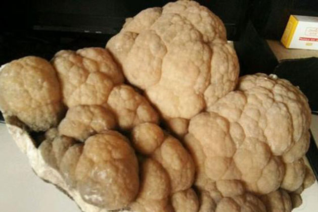 Tò mò nhặt 'cây súp lơ' trong hang động lên ngắm nghía, người đàn ông lập tức giữ khư khư sau khi vừa chạm vào nó