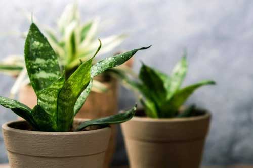 Bí quyết giúp ngôi nhà trở nên gần gũi với thiên nhiên