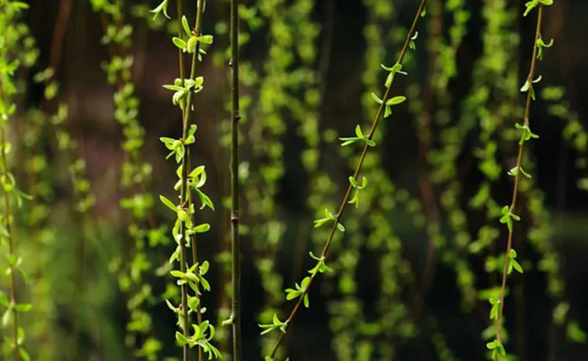 Loài cây không ai nghĩ có thể ăn được, người Trung Quốc rủ nhau hái trụi công viên