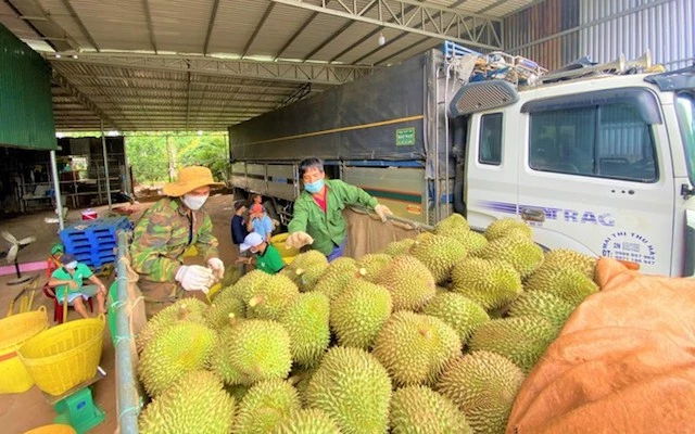 Sầu riêng là mặt hàng nông sản được tỉnh Đắk Lắk đề nghị hỗ trợ đầu ra.
