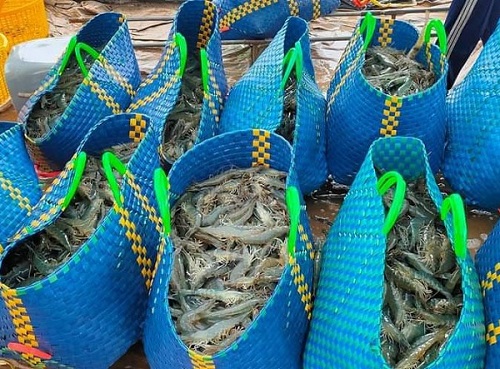 Cà Mau: Giá tôm thẻ tăng khoảng 5.000 đồng/kg