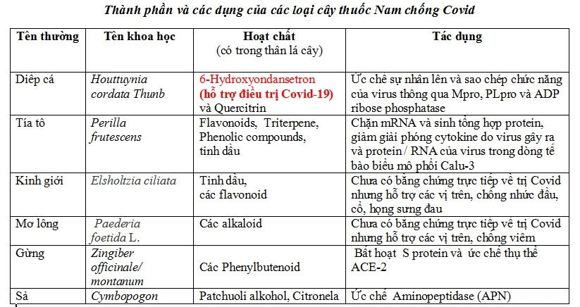 Thành phần và các dụng của các loại cây thuốc Nam chống Covid