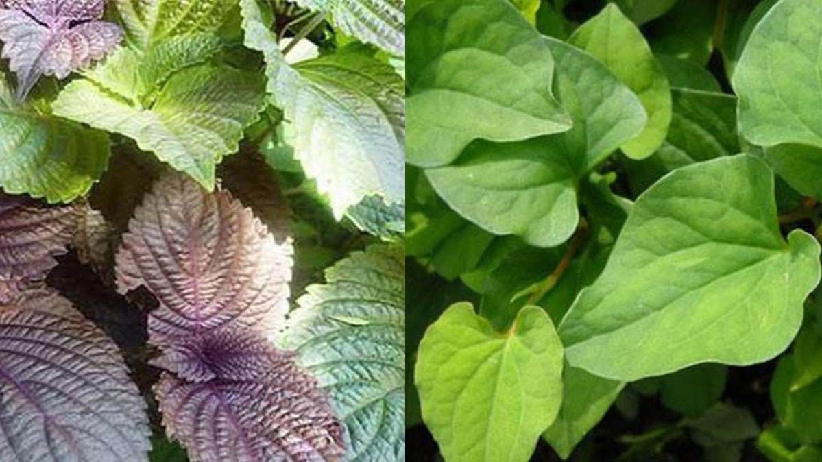 Bài thuốc hay từ diếp cá, tía tô hỗ trợ điều trị COVID-19       