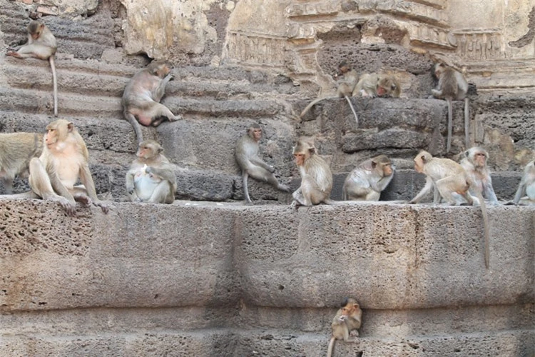 Lạ lùng khu tàn tích cổ trở thành thánh địa loài khỉ, phải luôn cảnh giác khỏi bị khỉ cướp đồ 3