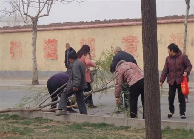 Loài cây không ai nghĩ có thể ăn được, người Trung Quốc rủ nhau hái trụi công viên 3