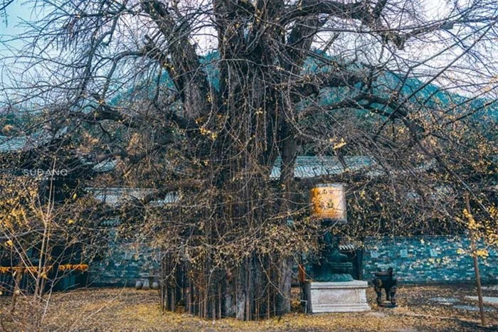 Ngôi chùa hàng nghìn năm tuổi bỗng dưng nổi tiếng chỉ vì loài cây này 8